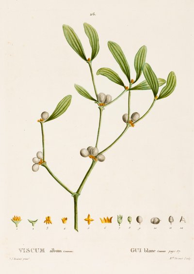 Veronica album L. Mistletoe, 1800-1830. alkotó: Pierre Joseph Redouté