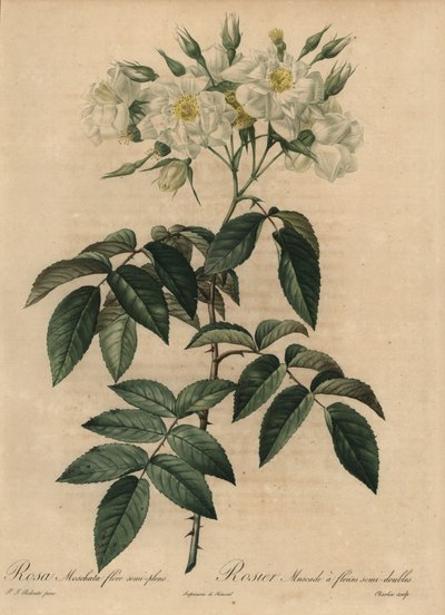 Fehér pézsmarózsa, Rosa moschata alkotó: Pierre Joseph Redouté