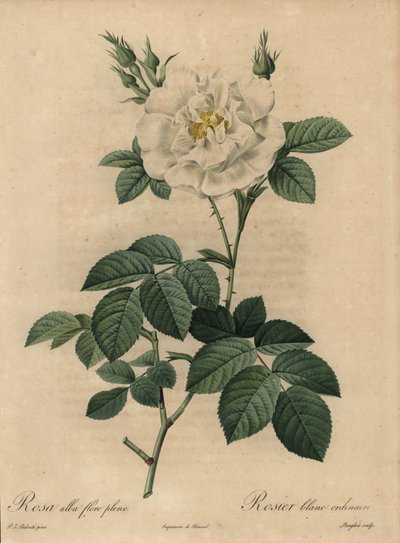 Fehér rózsa, Rosa alba flore pleno, Közönséges fehér rózsa alkotó: Pierre Joseph Redouté