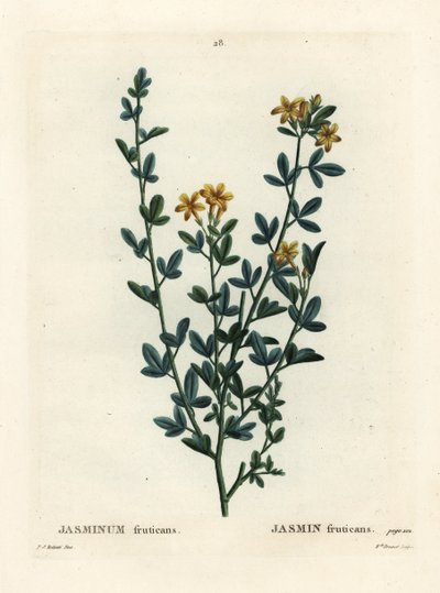 Vad vagy sárga jázmin, Jasminum fruticans. Brenet kisasszony kézzel színezett pecsétmetszete Pierre-Joseph Redoute illusztrációja nyomán Henri Louis Duhamel du Moncel Treat des Arbres et Shrustes című művéből, Párizs alkotó: Pierre Joseph Redouté