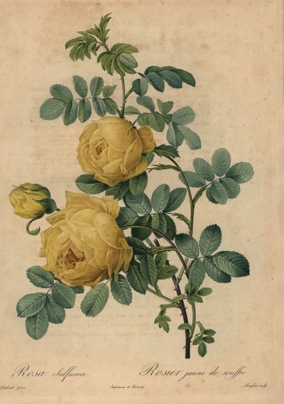 Sárga kénes rózsa, Rosa hemisphaerica alkotó: Pierre Joseph Redouté