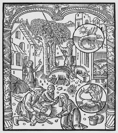 November, a disznó leölése és a makk betakarítása, Skorpió, illusztráció az „Almanach des Bergers”-ből, 1491 (xilográf) alkotó: Pierre Le Rouge
