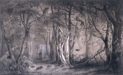 Szűzerdő a Kék-Nílus szélén, Pierre Tremaux (1818-95) Voyages au Soudan Oriental et dans lAfrique Septentrionale című művéből, Tirpenne és J. Gaildrau metszete, 1852 alkotó: Pierre Tremaux