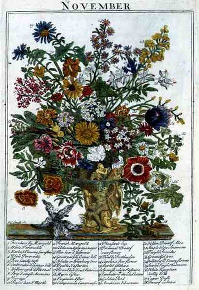 November, Robert Furber (kb. 1674-1756) "The Flower Garden Displayed" című művéből, James Smith metszete, pub. 1732 (színes metszet) alkotó: Pieter (after) Casteels