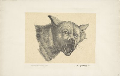 Farkas vagy kutya feje alkotó: Pieter Bartholomeusz. Barbiers