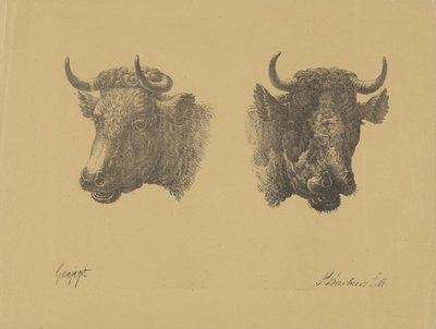 Két bikafej alkotó: Pieter Bartholomeusz. Barbiers