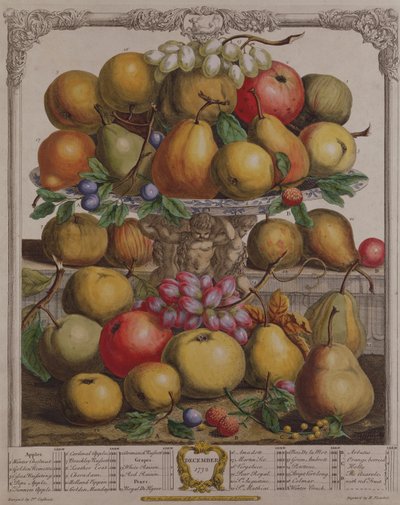 December, a „Tizenkét hónap gyümölcsök” című művéből, Robert Furber (kb. 1674-1756), metszett Henry Fletcher, 1732 (színes metszet) alkotó: Pieter Casteels
