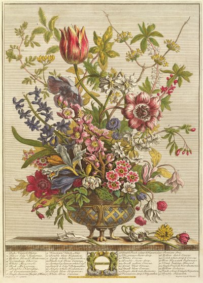 Február, Robert Furber (1674-1756 körül) "Tizenkét hónap virágból" Henry Fletcher metszetéből (színes metszet) alkotó: Pieter Casteels