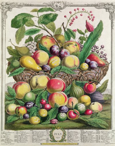 Július, a „Tizenkét hónap gyümölcsökből”, Robert Furber (1674-1756 körül), Henry Fletcher metszet, 1732 (színes metszet) alkotó: Pieter Casteels