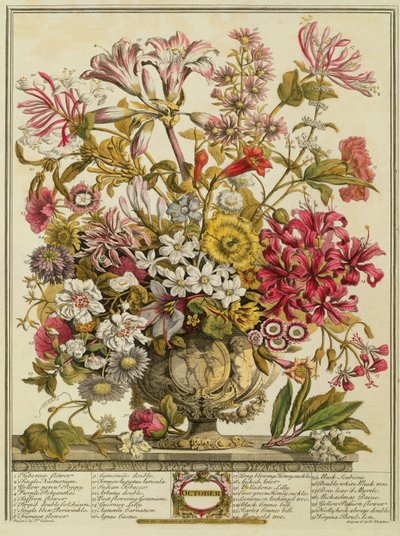 Október, Robert Furber (kb. 1674-1756) "Tizenkét hónapja virágból" Henry Fletcher metszetéből (színes metszet) alkotó: Pieter Casteels