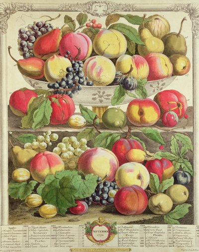Szeptember, a „Tizenkét hónap gyümölcsök” című művéből, Robert Furber (kb. 1674-1756), metszett Henry Fletcher, 1732 (színes metszet) alkotó: Pieter Casteels