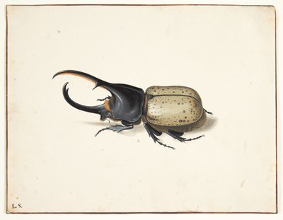 In Herkulesbille (Dynastes Hercules) alkotó: Pieter Holsteijn