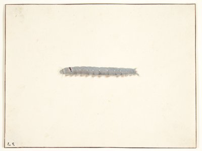 Egy lepke hernyó alkotó: Pieter Holsteijn
