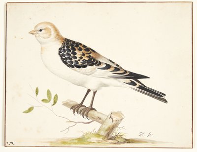 Snespurvban (plectrophenax nivalis) alkotó: Pieter Holsteijn