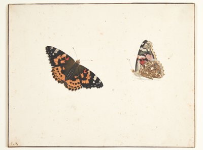 Két tanulmány egy bogáncsról (vanessa cardui l.) alkotó: Pieter Holsteijn