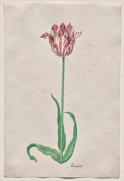 Tulipán tanulmányozása (Anvaers) alkotó: Pieter Holsteyn II