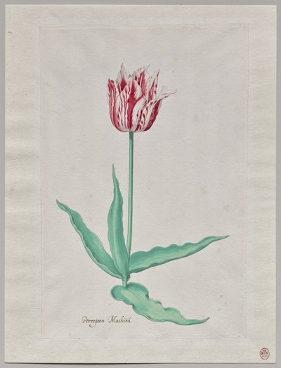 Egy tulipán tanulmányozása (Perregoen Machieu) alkotó: Pieter Holsteyn II