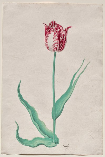 Egy tulipán (