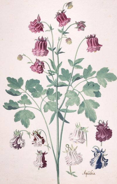 Columbine vagy Granny