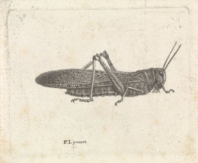 Szöcske alkotó: Pieter Lyonet