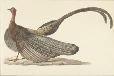 Argus Fácán alkotó: Pieter Pietersz. Barbiers
