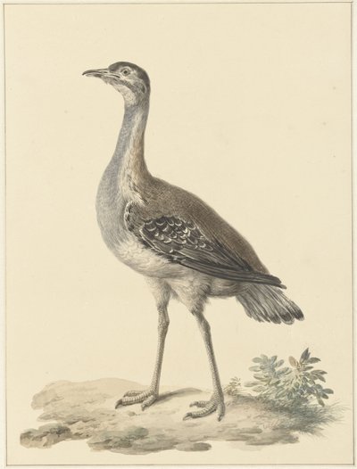 Denhams csapda (Neotis denhami) alkotó: Pieter Pietersz. Barbiers