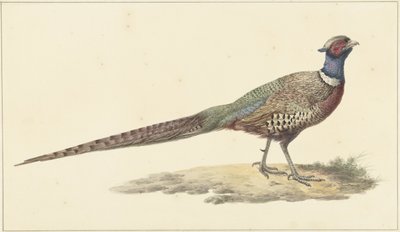 Fácán alkotó: Pieter Pietersz. Barbiers