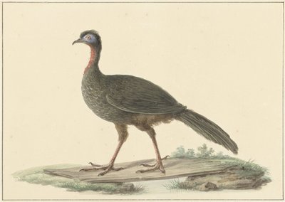 Marailsjakohoen (Penelope marail) alkotó: Pieter Pietersz. Barbiers