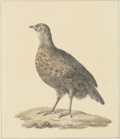 fogoly (?) alkotó: Pieter Pietersz. Barbiers