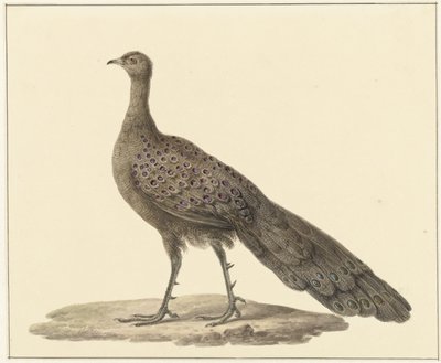 Spiegelpauw alkotó: Pieter Pietersz. Barbiers