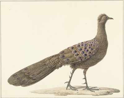 Spiegelpauw alkotó: Pieter Pietersz. Barbiers