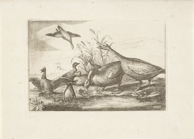 Eenden en ganzen Különböző madarak (sorozat címe) Különböző madarak legtökéletesebb figurái (...) (sorozat címe) alkotó: Pieter Schenk (I) (attributed to)