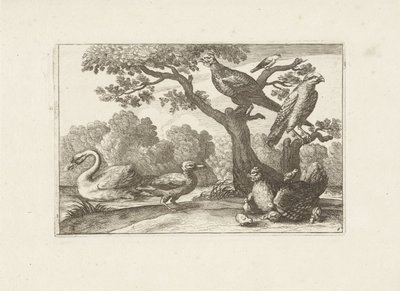 Kip met kuikens en andere vogels Különböző madarak (sorozat címe) Különböző madarak legtökéletesebb figurái (...) (sorozat címe) alkotó: Pieter Schenk (I) (attributed to)