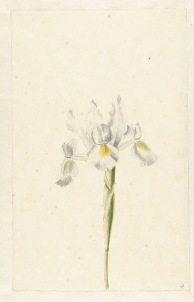 Fehér írisz (Iris albicans) alkotó: Pieter Withoos (circle of)