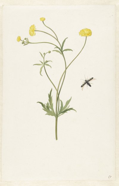 Dupla sárga ranunculus és rovar alkotó: Pieter Withoos (possibly)
