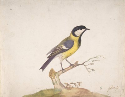 Egy széncinege Parus major egy ágon ülve, 1670-93. alkotó: Pieter Withoos
