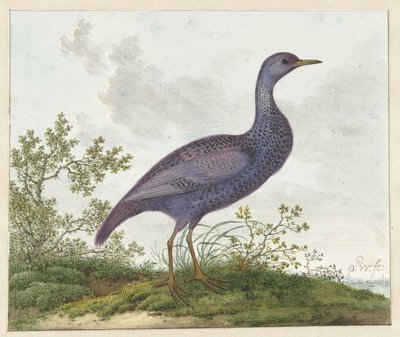 Spotted Crake (Porzana porzana) ? alkotó: Pieter Withoos