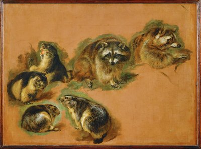 Marmots and raccoons (festmény vászonra) alkotó: Pieter or Peter Boel