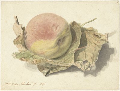 Őszibarack két levélen alkotó: Pieter van der Meulen