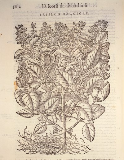 Bazsalikom (ocymum basilicum), Pier Andrea Mattioli metszete alkotó: Pietro Andrea Mattioli