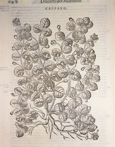Kapribogyó (Capparis spinosa), Pier Andrea Mattioli metszete alkotó: Pietro Andrea Mattioli