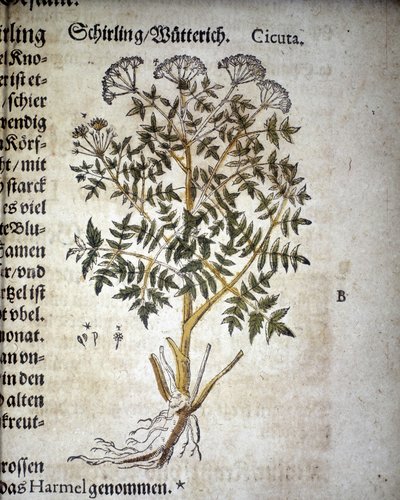 Bürök – A Mattioli Herbáriumban. alkotó: Pietro Andrea Mattioli