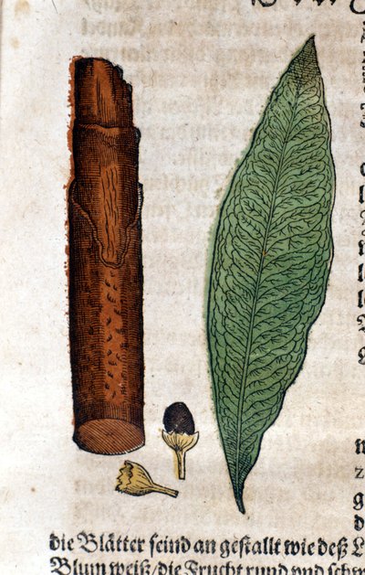 cinnamoma. Metszet - „” Kreutterbuch Dess magasan tanult és jól ismert Mr. D. Petri Andreae Matthioli”-ban, Pietro Andrea Mattioli (Matthiole) (1500-1577). Frankfurt alkotó: Pietro Andrea Mattioli