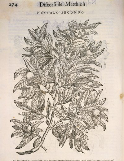 Közönséges naspolya (Mespilus germanica), Pier Andrea Mattioli metszete alkotó: Pietro Andrea Mattioli