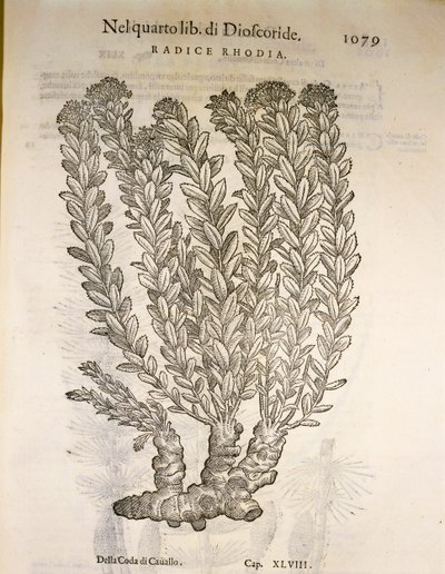 Aranygyökér vagy rózsagyökér (Rhodiola rosea), Pier Andrea Mattioli metszet alkotó: Pietro Andrea Mattioli