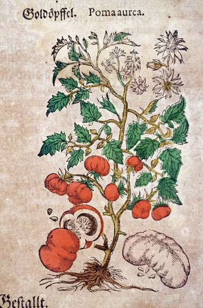 Herbárium: botanikai planoma aureache, amely egy paradicsomnövényt (Caulis floridus) képvisel. Metszet a „Kreutterbuch des hochgelehrten und farfamousen Herr D. Petri Andreae Matthioli”-ba, Pietro Andrea Mattioli (Matthiole) alkotó: Pietro Andrea Mattioli