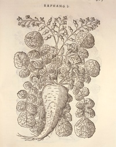 Torma (Armoracia rusticana), Pier Andrea Mattioli metszete alkotó: Pietro Andrea Mattioli