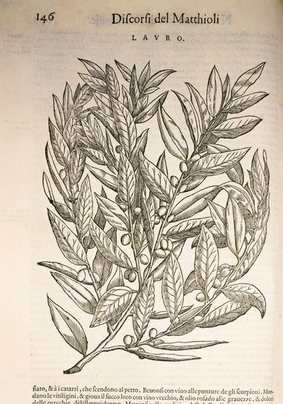 Laurel (Laurus), Pier Andrea Mattioli metszete alkotó: Pietro Andrea Mattioli