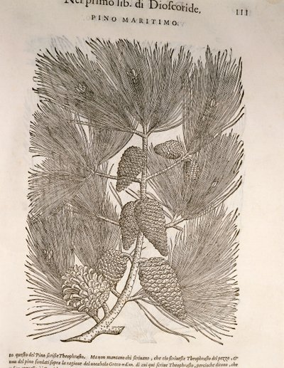 Tengeri fenyő (Pinus pinaster), Pier Andrea Mattioli metszete alkotó: Pietro Andrea Mattioli