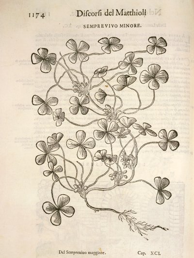 Sempervivum (Kis póréhagyma), Pier Andrea Mattioli metszete alkotó: Pietro Andrea Mattioli